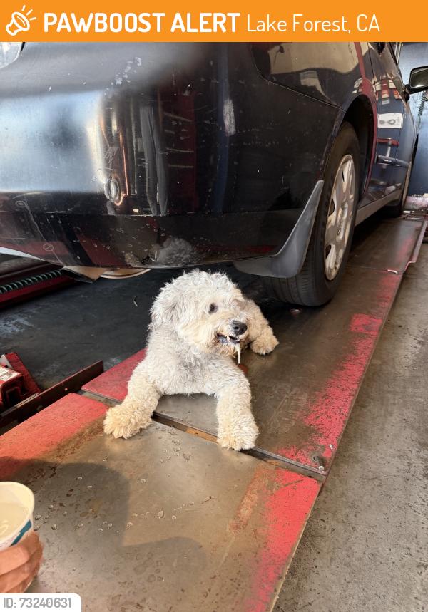 Found/Stray Male Dog last seen Bake, Lake Forest, CA 92630