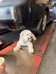 Found/Stray Male Dog last seen Bake, Lake Forest, CA 92630