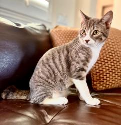 Lost Male Cat last seen Near, Yorba Linda, CA 92886