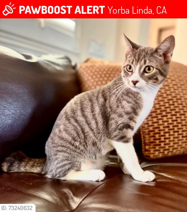 Lost Male Cat last seen Near, Yorba Linda, CA 92886