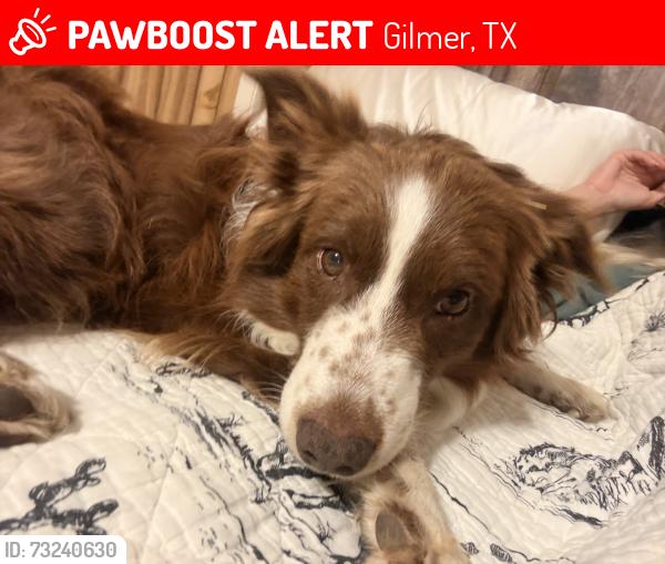 Lost Male Dog last seen Hwy 155 & fm 2264 Gilmer, tx 75644, Gilmer, TX 75644