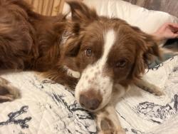 Lost Male Dog last seen Hwy 155 & fm 2264 Gilmer, tx 75644, Gilmer, TX 75644