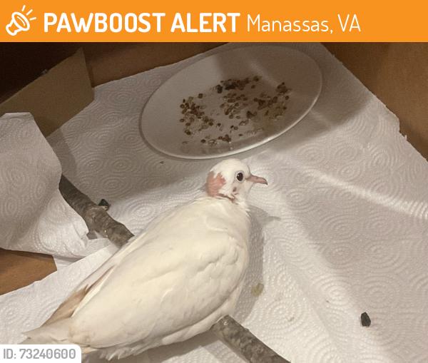 Found/Stray Unknown Bird last seen Cannon Ridge, Manassas, VA 20110
