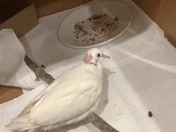 Found/Stray Unknown Bird last seen Cannon Ridge, Manassas, VA 20110