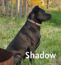 Lost Female Dog last seen Near West Kelly Rd, Benton City, WA 99320, Benton City, WA 99320