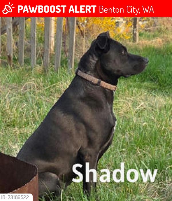 Lost Female Dog last seen Near West Kelly Rd, Benton City, WA 99320, Benton City, WA 99320