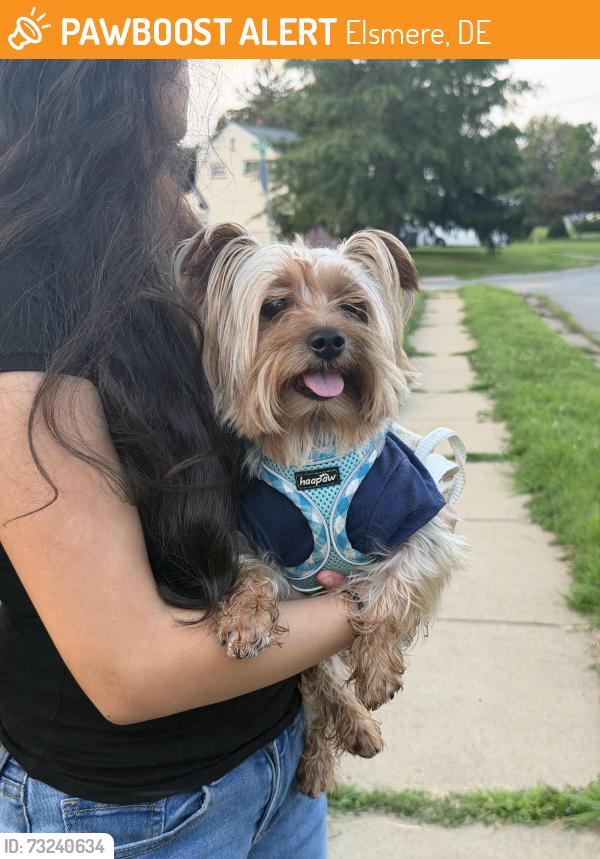 Found/Stray Male Dog last seen Hickory rd, Elsmere, DE 19805