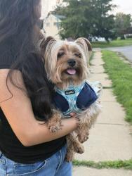 Found/Stray Male Dog last seen Hickory rd, Elsmere, DE 19805