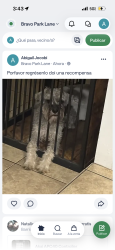 Lost Male Dog last seen Park n Irvington, Tucson, AZ 85714