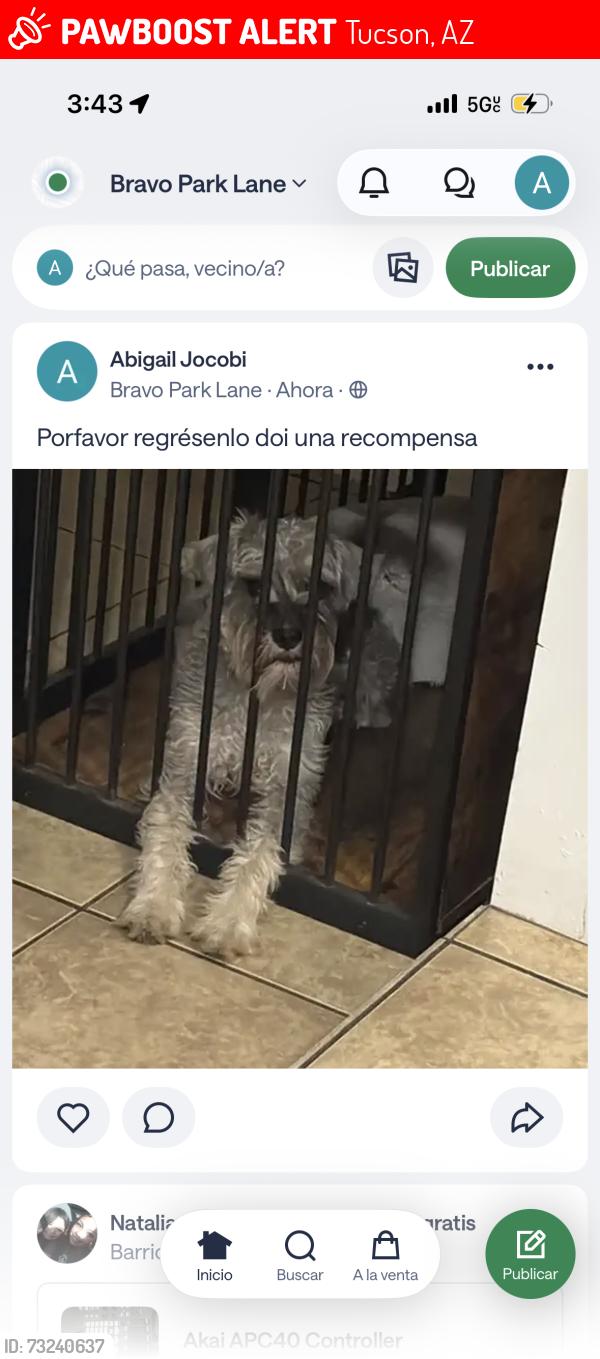Lost Male Dog last seen Park n Irvington, Tucson, AZ 85714