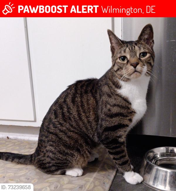 Lost Male Cat last seen near Foulk & Silverside double Shell stations, Wilmington, DE 19810