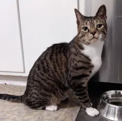 Lost Male Cat last seen near Foulk & Silverside double Shell stations, Wilmington, DE 19810