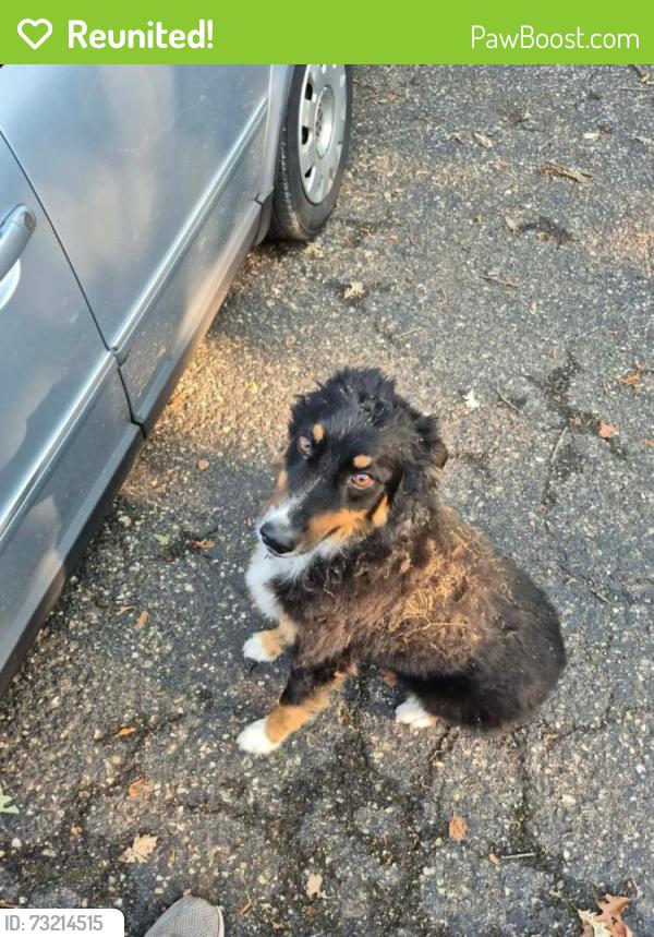 Reunited Male Dog last seen 9th Ave NW and 2nd st NW, Rochester, MN 55901