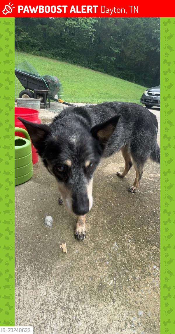 Lost Male Dog last seen Jack russell lane, Dayton, TN 37321
