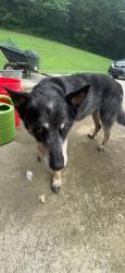 Lost Male Dog last seen Jack russell lane, Dayton, TN 37321