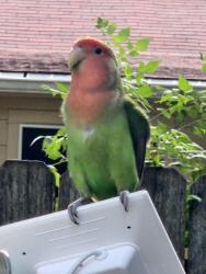 Found/Stray Unknown Bird last seen Fielder and Park Row, Arlington, TX 76013