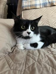 Reunited Male Cat last seen Alabama and Wichita, Huntington Beach, CA 92648