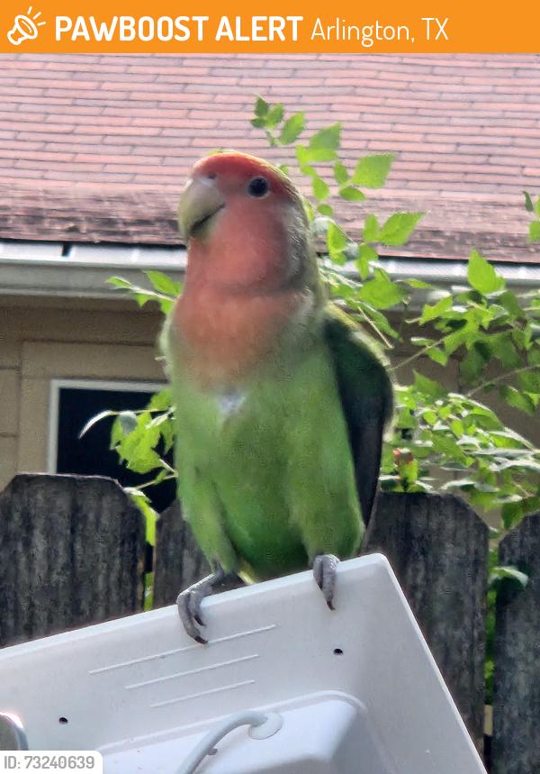 Found/Stray Unknown Bird last seen Fielder and Park Row, Arlington, TX 76013
