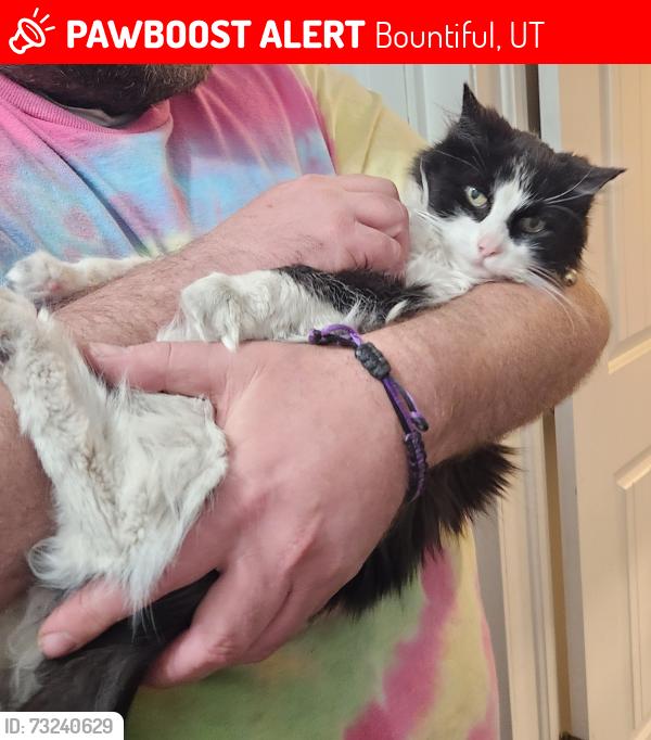 Lost Female Cat last seen Sinclair off 5th south, Bountiful, UT 84010