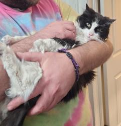 Lost Female Cat last seen Sinclair off 5th south, Bountiful, UT 84010