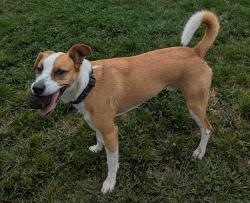 Reunited Male Dog last seen Dimond creek park, Oakland, CA 94602