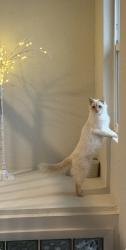 Lost Female Cat last seen Alcott and w Ellsworth, Denver, CO 80223