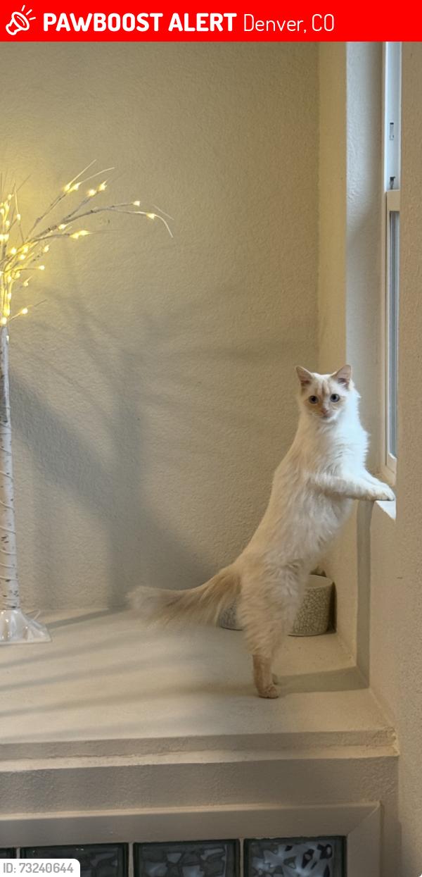Lost Female Cat last seen Alcott and w Ellsworth, Denver, CO 80223