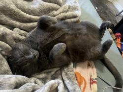 Reunited Male Cat last seen Garey Ave and Foothill Blvd, Pomona, CA 91767