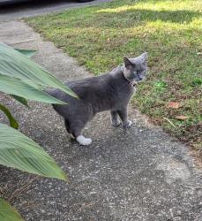 Reunited Female Cat last seen hedingham neighborhood, Raleigh, NC 27604