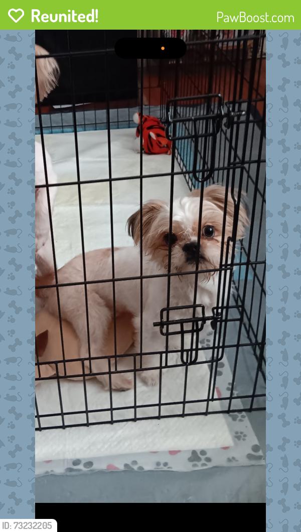 Reunited Male Dog last seen Blanco rd by Fiesta, San Antonio, TX 78201