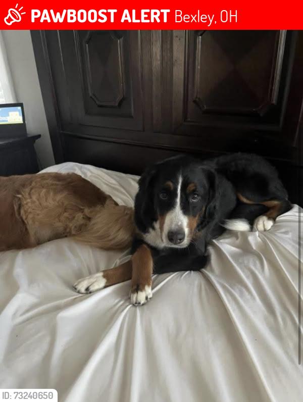 Lost Female Dog last seen Last seen heading east on Main at the corner of Main and Drexel., Bexley, OH 43209