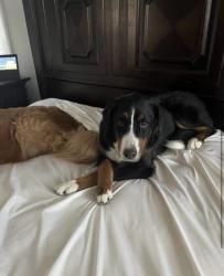 Lost Female Dog last seen Last seen heading east on Main at the corner of Main and Drexel., Bexley, OH 43209