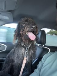 Reunited Male Dog last seen Near SW 136th St Cir, Miami, FL 33176, USA, Miami, FL 33176