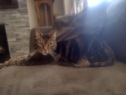 Lost Male Cat last seen Paradox, Brome, Bow river, Blasam, and hmstd Trail, Colorado Springs, CO 80923