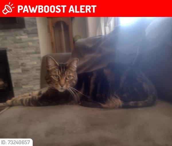 Lost Male Cat last seen Paradox, Brome, Bow river, Blasam, and hmstd Trail, Colorado Springs, CO 80923