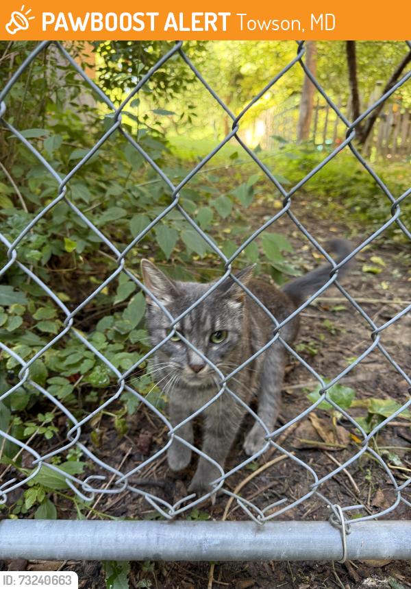 Found/Stray Unknown Cat last seen Joppa road, Towson, MD 21204