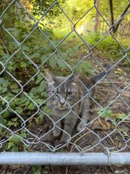 Found/Stray Unknown Cat last seen Joppa road, Towson, MD 21204