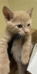 Shelter Stray Male Cat last seen RINGGOLD ST & KEMBLE ST, 2127 Front St, Sacramento, CA 95818, USA