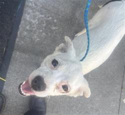 Shelter Stray Female Dog last seen DEL PASO BLVD & MARYSVILLE BLVD, 2127 Front St, Sacramento, CA 95818, USA