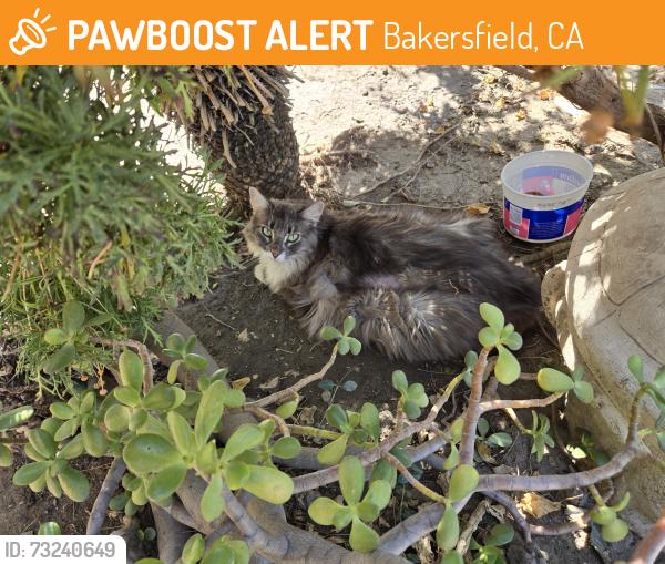 Found/Stray Unknown Cat last seen Trailblazer and Bluestone Drive Bakersfield Ca 93311, Bakersfield, CA 93311