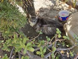 Found/Stray Unknown Cat last seen Trailblazer and Bluestone Drive Bakersfield Ca 93311, Bakersfield, CA 93311