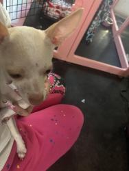 Reunited Female Dog last seen Lake carolyn, Irving, TX 75039