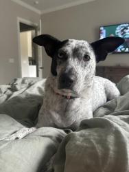 Reunited Female Dog last seen Cloverdale neighborhood off 29th ave, Hickory, NC 28601