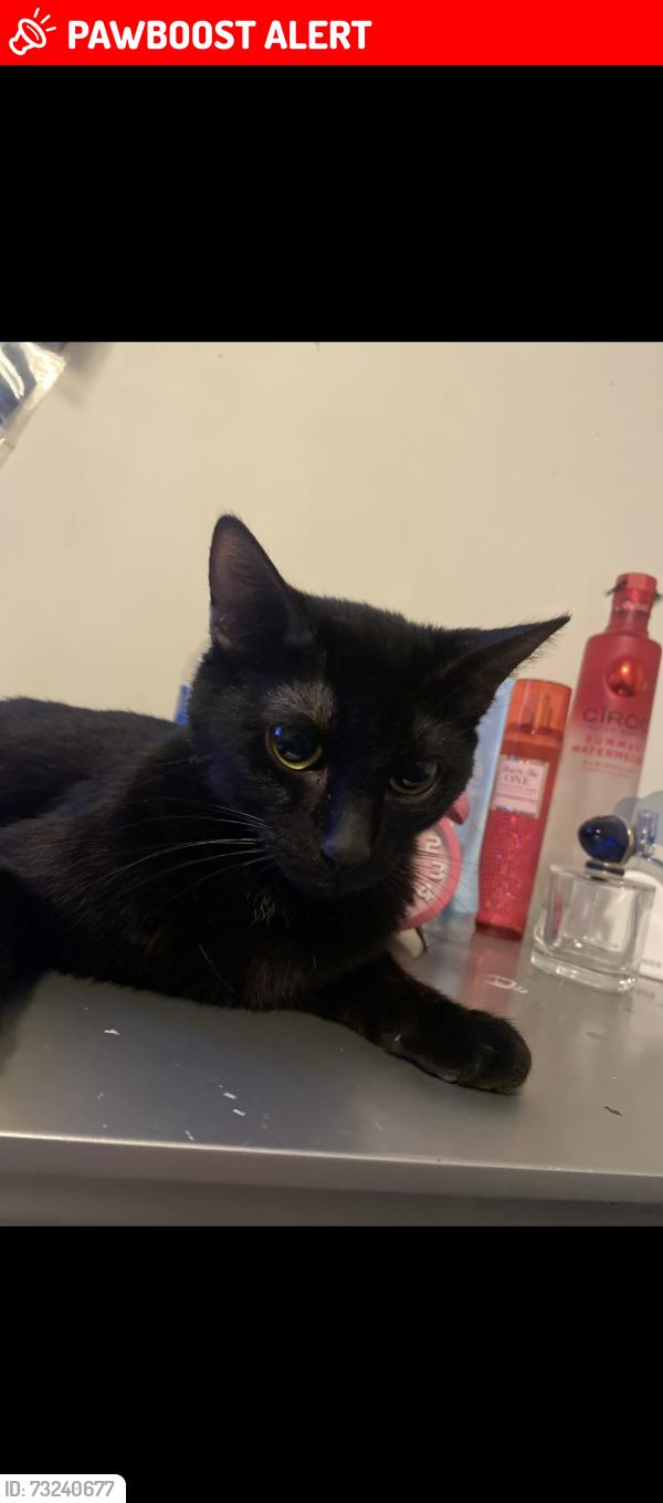 Lost Female Cat last seen Cristalino st and montellano st, Hacienda Heights, CA 91745