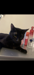 Lost Female Cat last seen Cristalino st and montellano st, Hacienda Heights, CA 91745