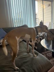 Found/Stray Male Dog last seen Starbucks?, San Antonio, TX 78249