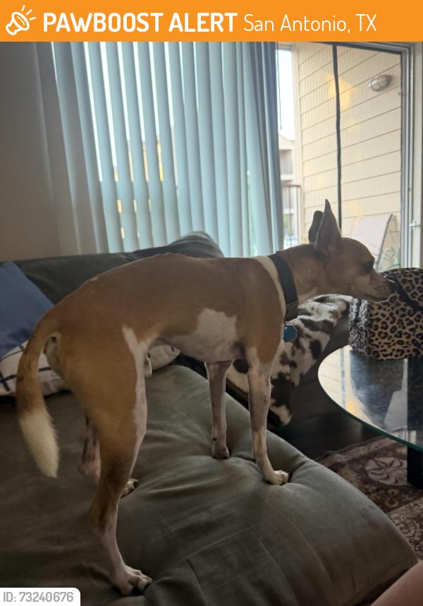 Found/Stray Male Dog last seen Starbucks?, San Antonio, TX 78249