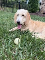 Reunited Female Dog last seen Cloverdale neighborhood off 29th Ave, Hickory, NC 28601
