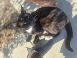 Reunited Male Cat last seen 182nd st and Budlong ave, Gardena, CA 90248