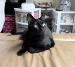 Lost Female Cat last seen Fieldstone Dr, Grand Prairie 75052, Grand Prairie, TX 75052